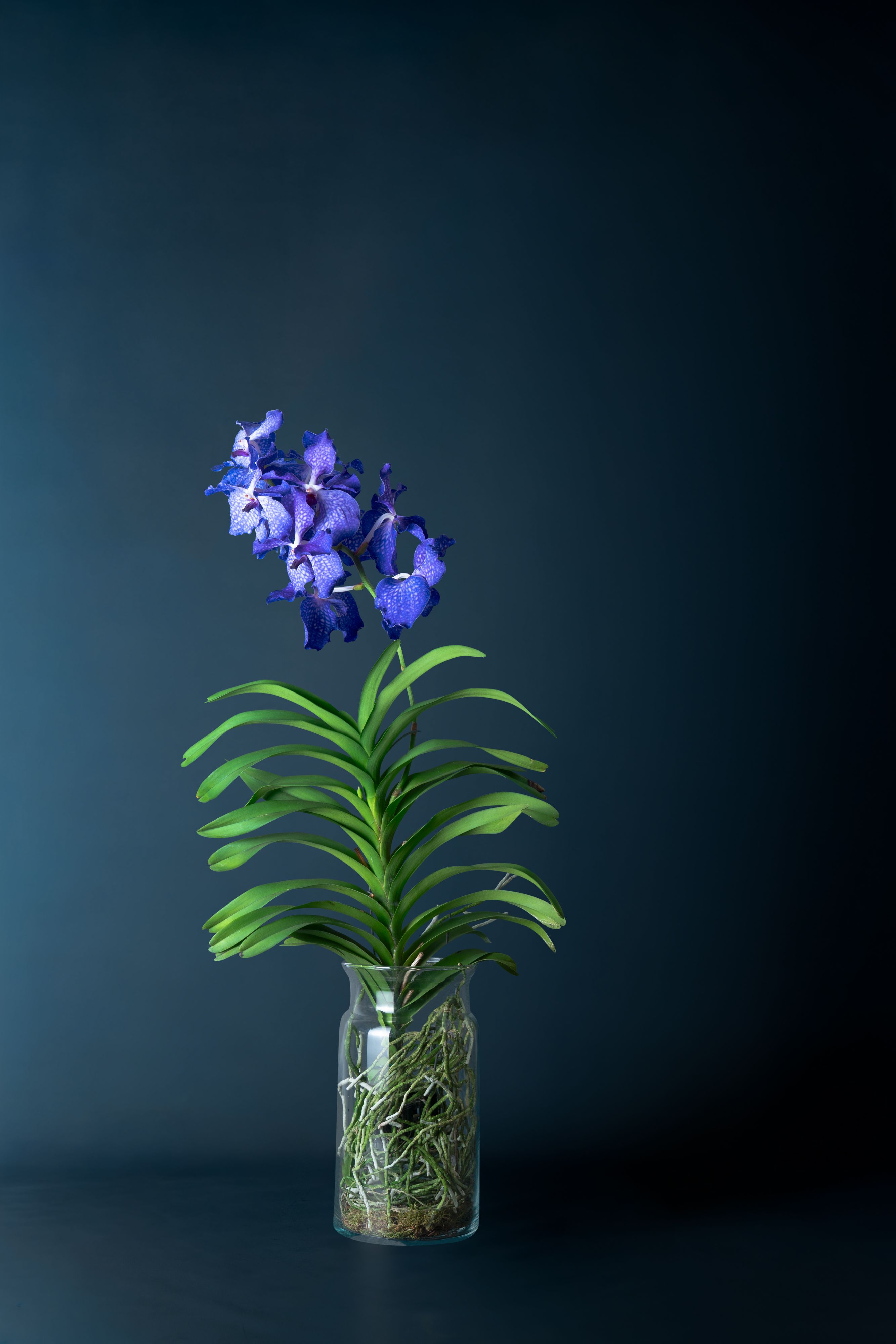 Orchidea Vanda Blu