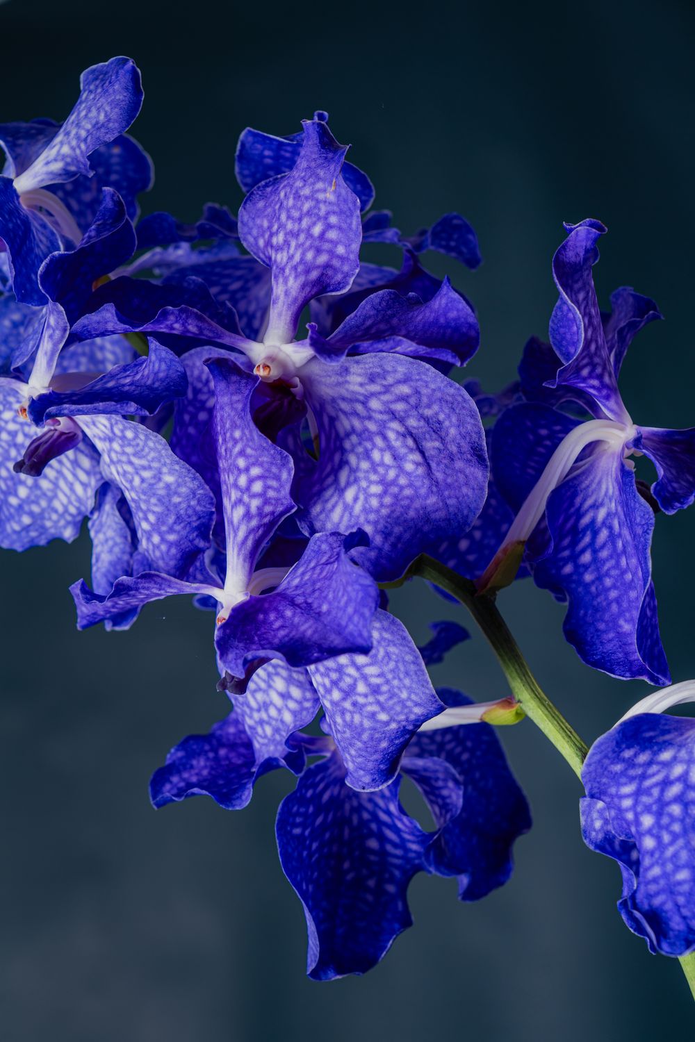 Orchidea Vanda Blu