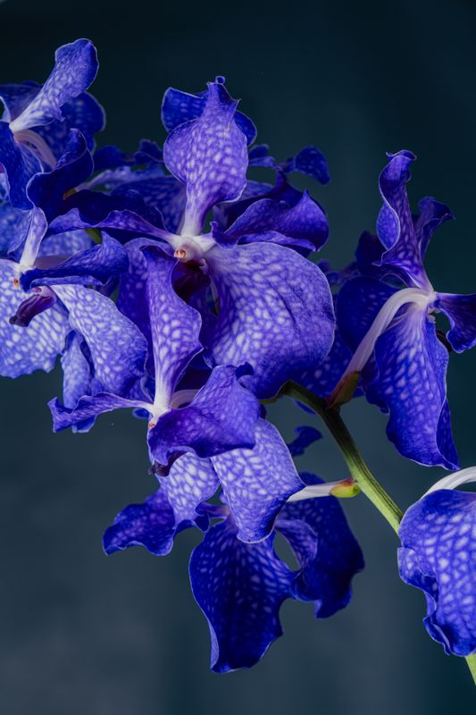 Orchidea Vanda Blu