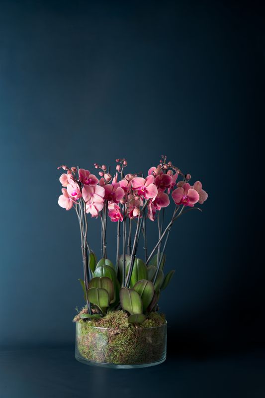 Composizione di cinque orchidee Brera 5 Corallo