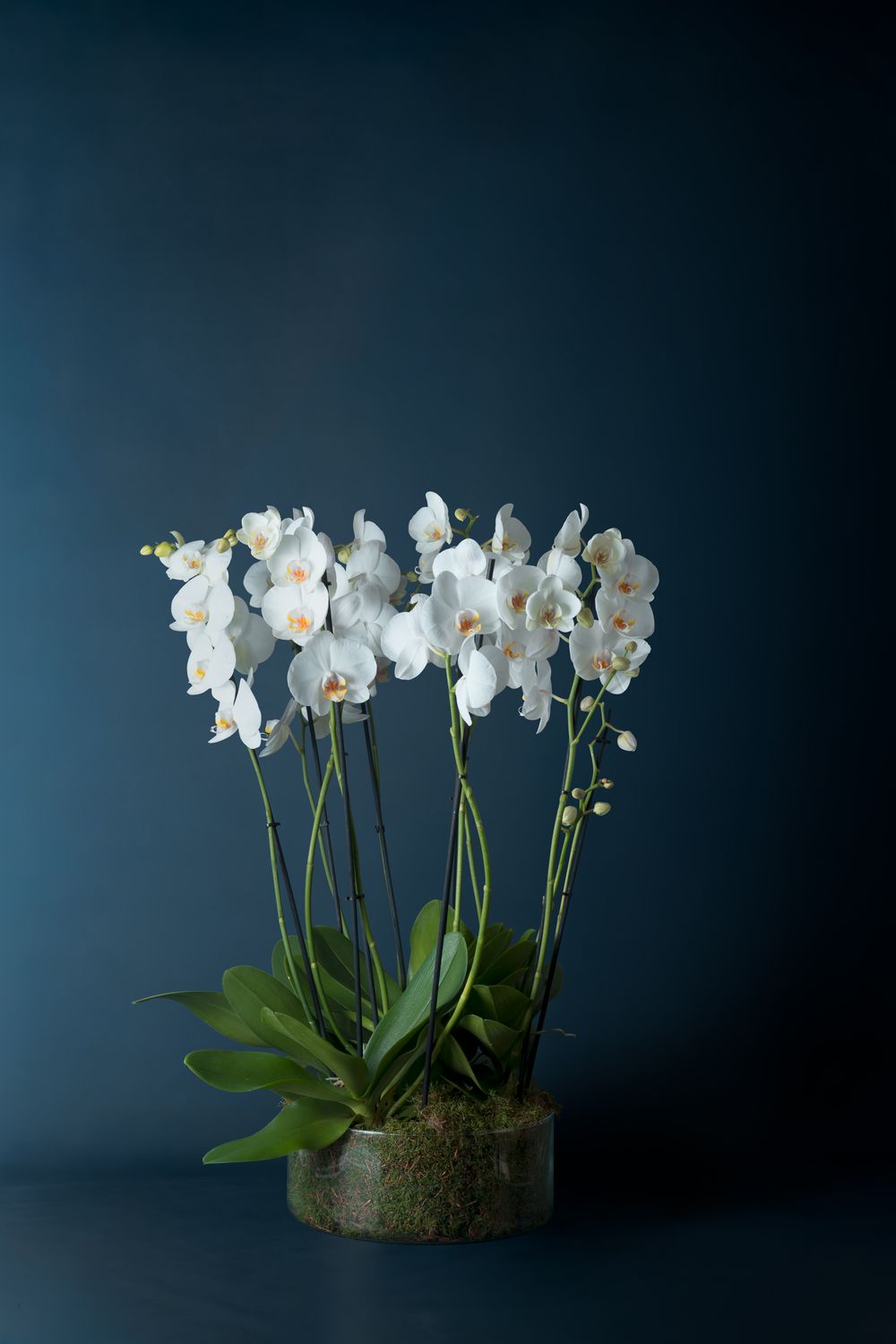Composizione di cinque orchidee Brera 5 Bianca
