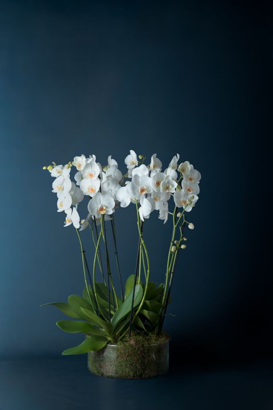 Composizione di cinque orchidee Brera 5 Bianca