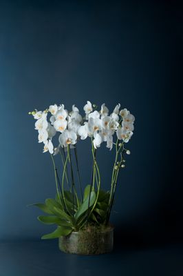 Composizione di cinque orchidee Brera 5 Bianca