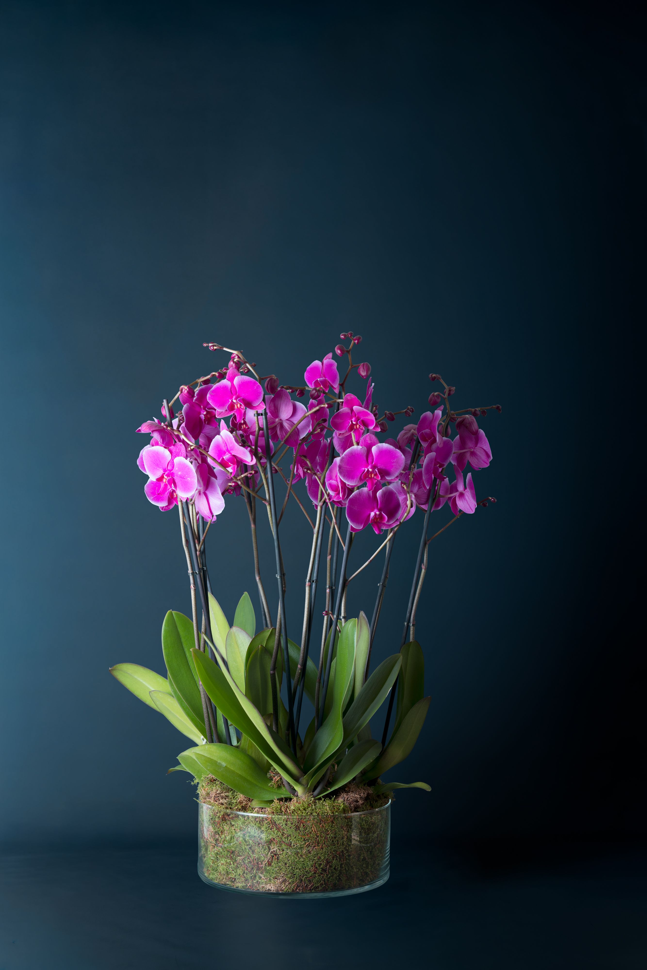 Composizione di cinque orchidee  Brera 5 Fucsia