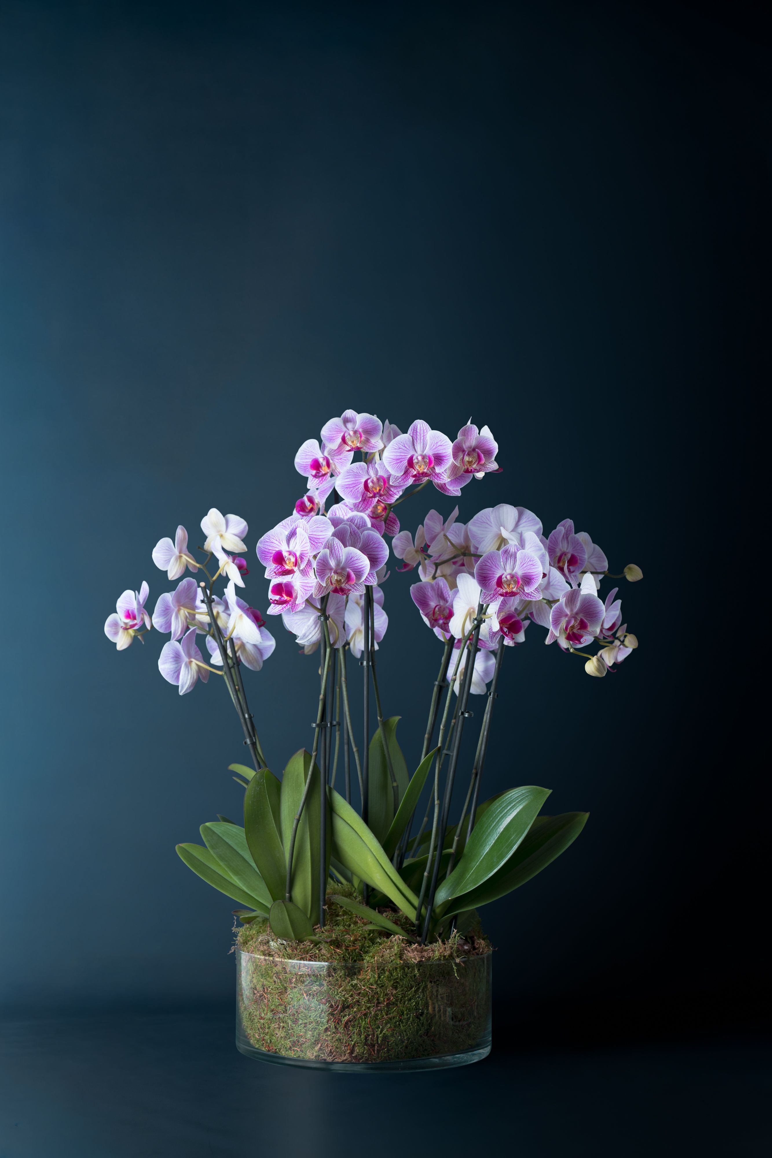 Composizione di cinque orchidee  Brera 5 Screziata