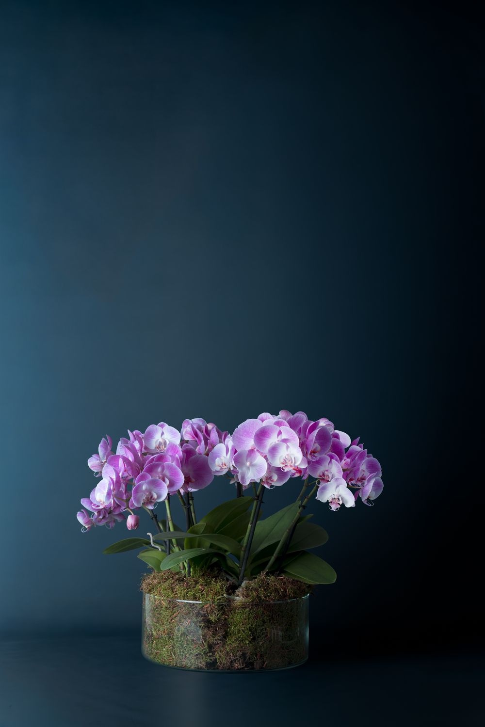 Composizione di quattro Orchidee Isola 4 Rosa