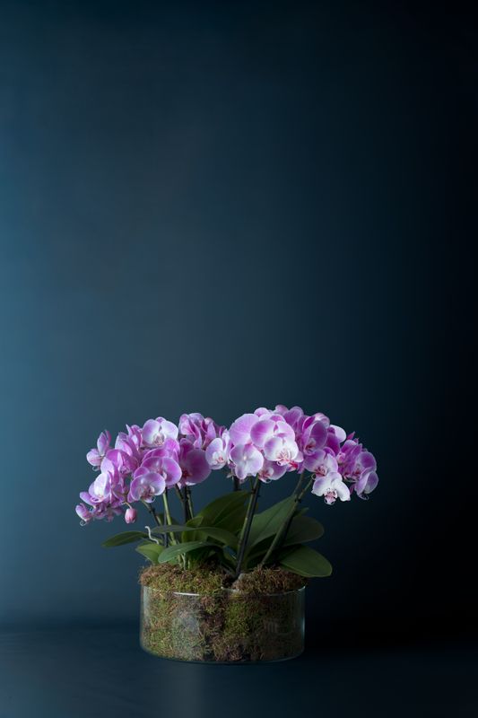 Composizione di quattro Orchidee Isola 4 Rosa