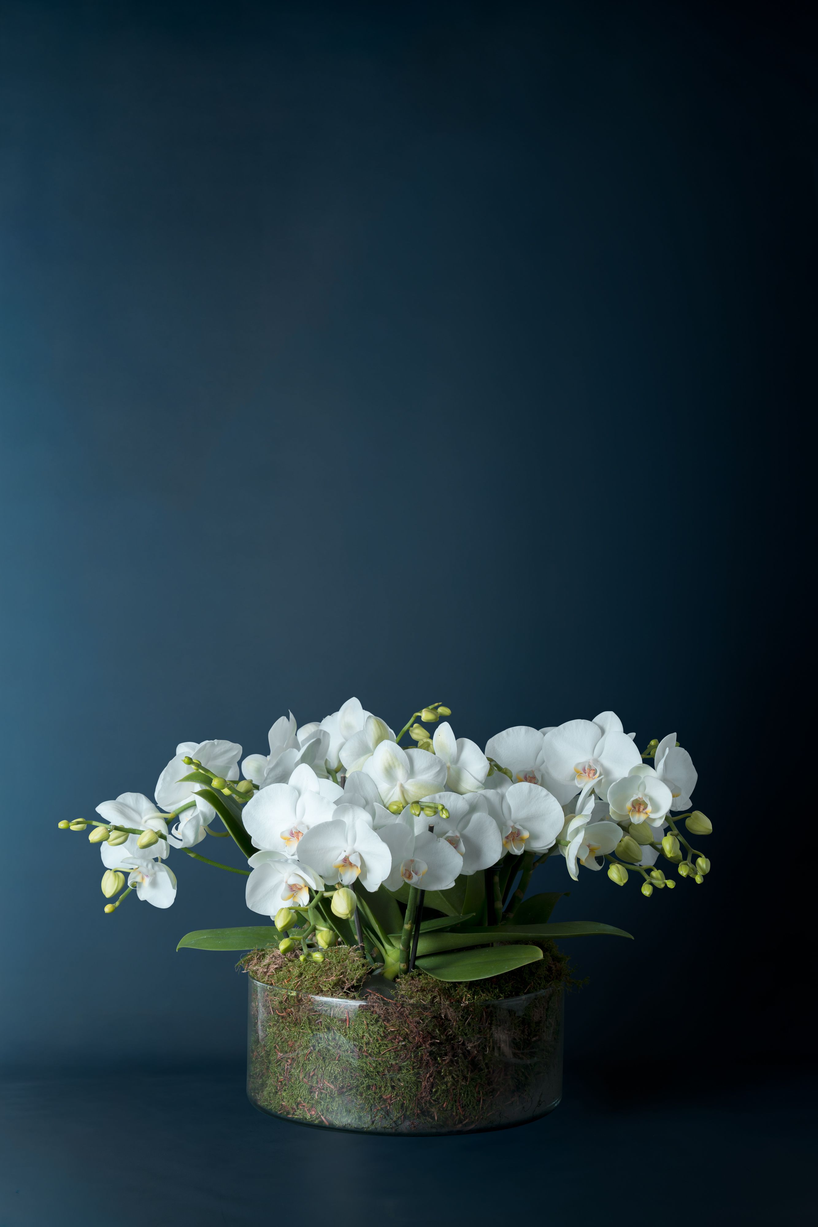 Composizione di quattro Orchidee Isola 4 Bianca