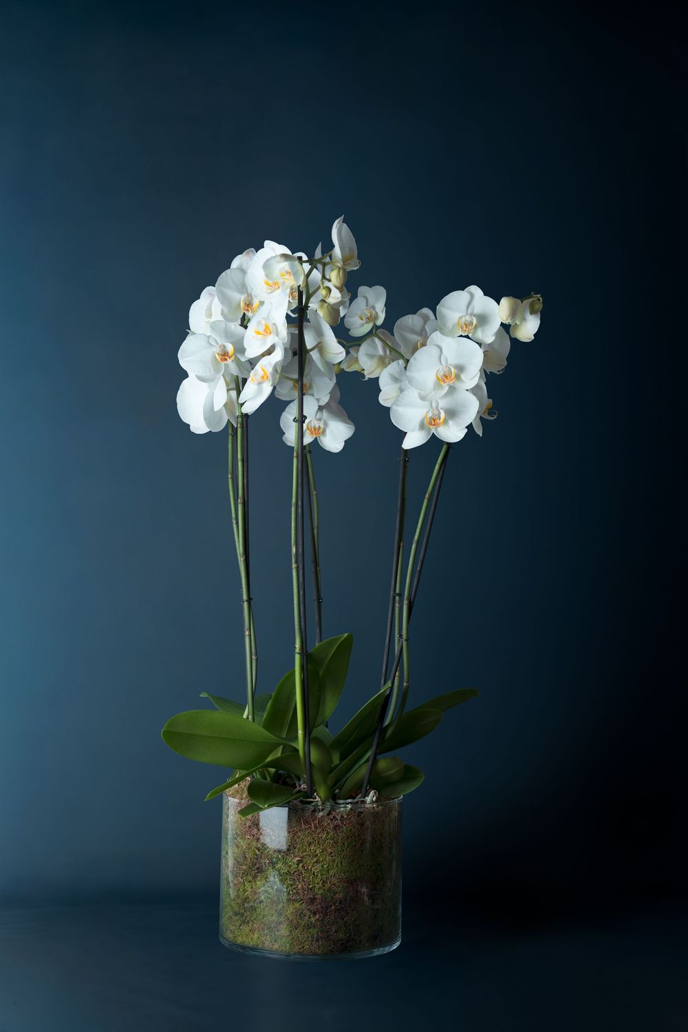 Composizione di tre orchidee Brera 3 Bianca