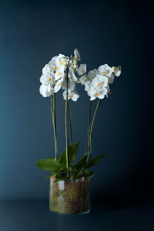 Composizione di tre orchidee Brera 3 Bianca