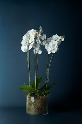 Composizione di tre orchidee Brera 3 Bianca