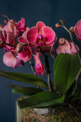 Composizione di tre Orchidee Isola 3 Corallo