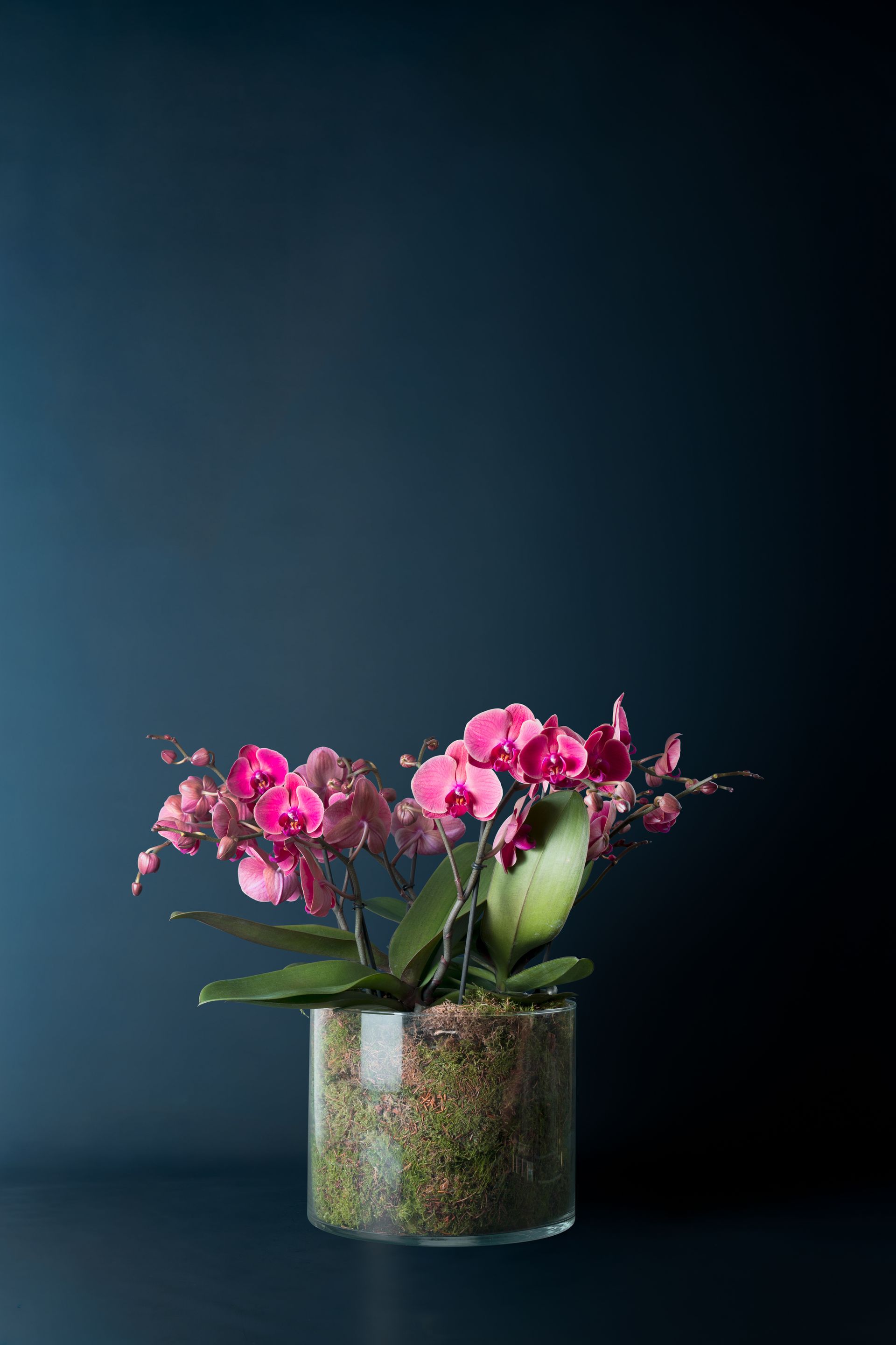 Composizione di tre Orchidee Isola 3 Corallo