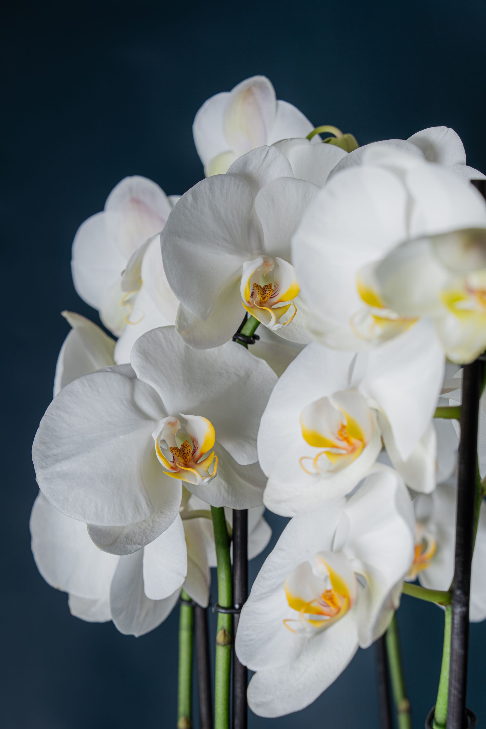Composizione di tre orchidee Brera 3 Bianca