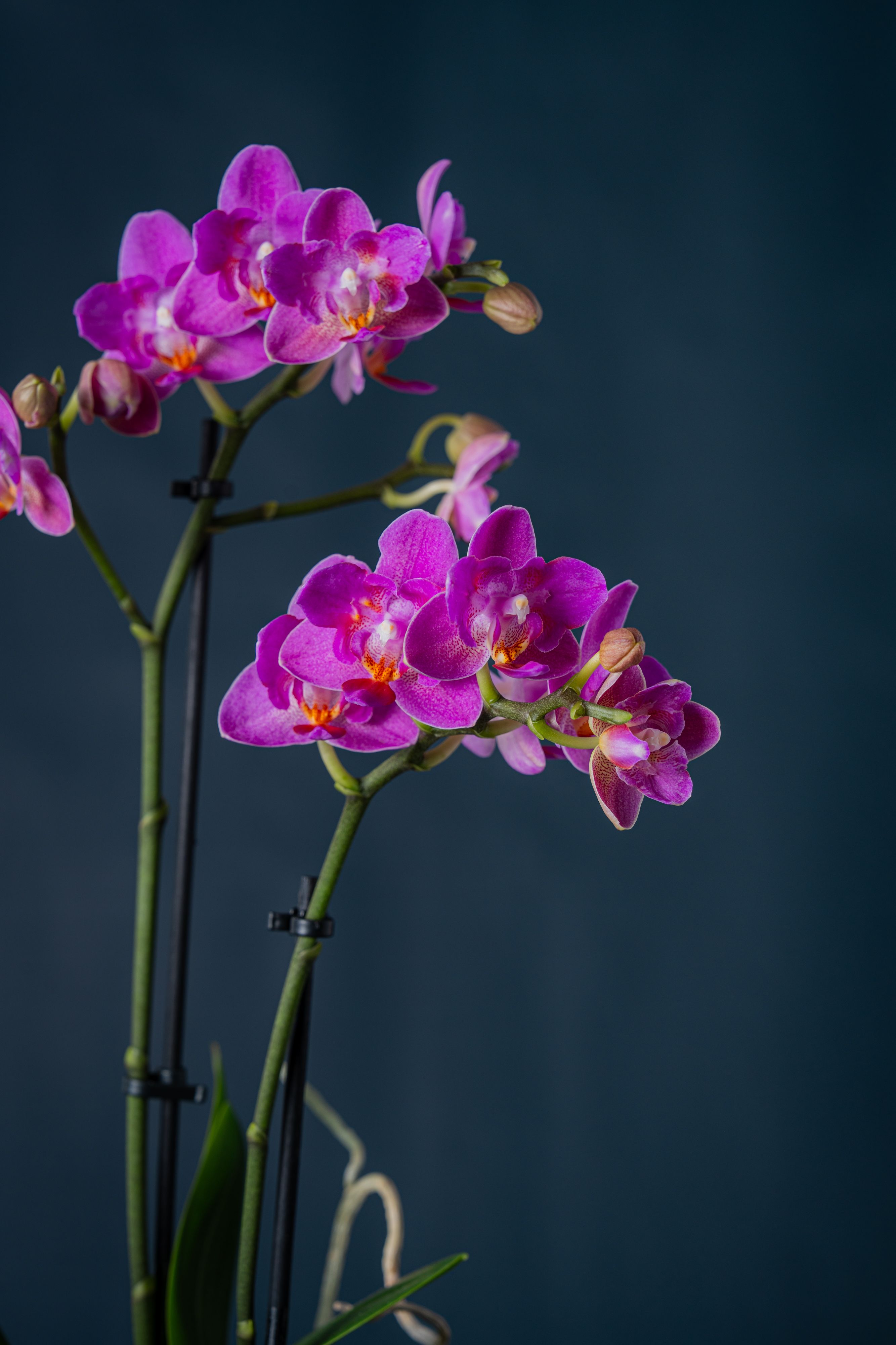 Orchidea Castello Fucsia