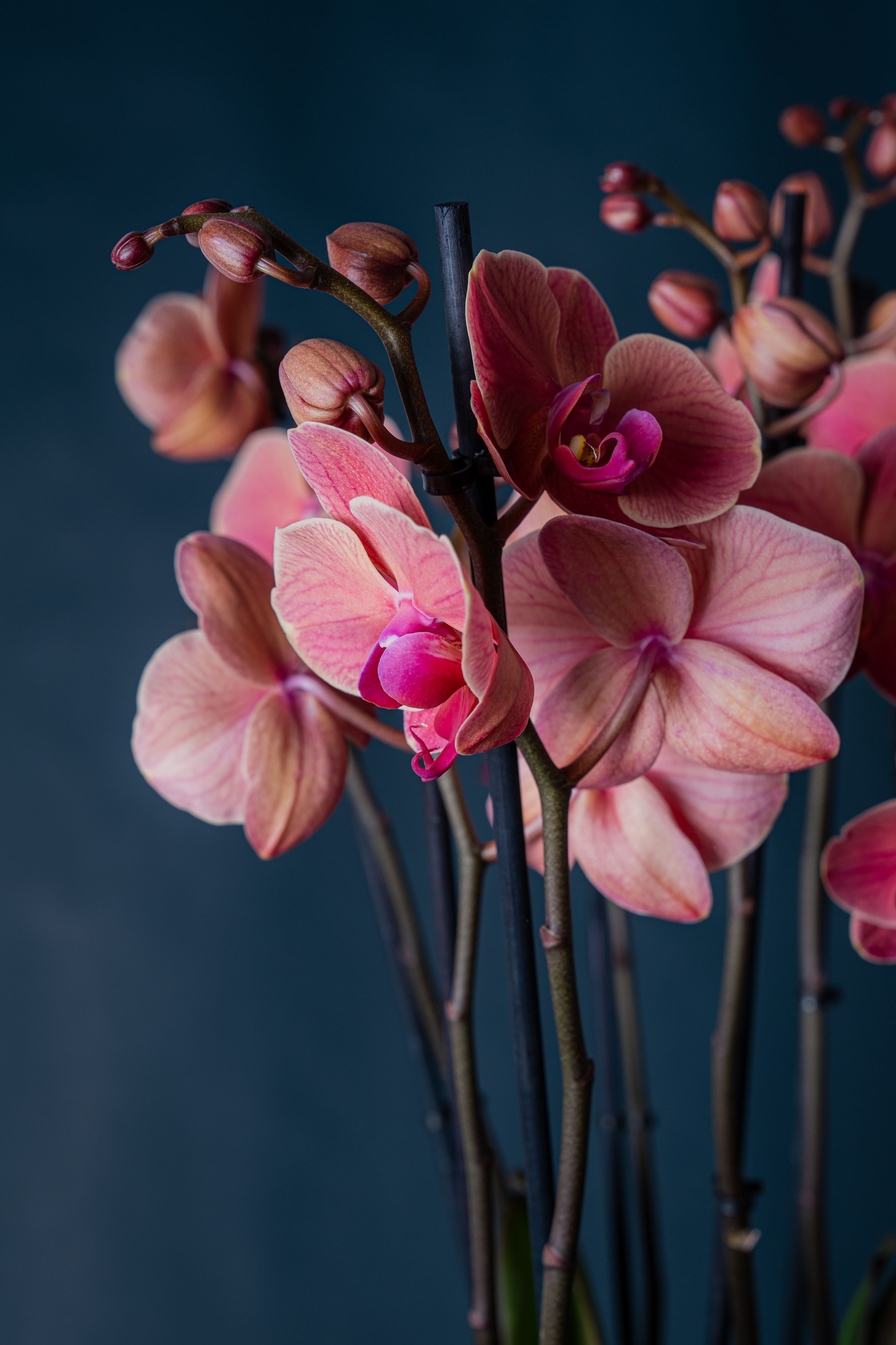 Composizione di tre orchidee Brera 3 Corallo