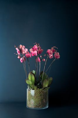 Composizione di tre orchidee Brera 3 Corallo Composizione di tre orchidee Brera 3 Corallo