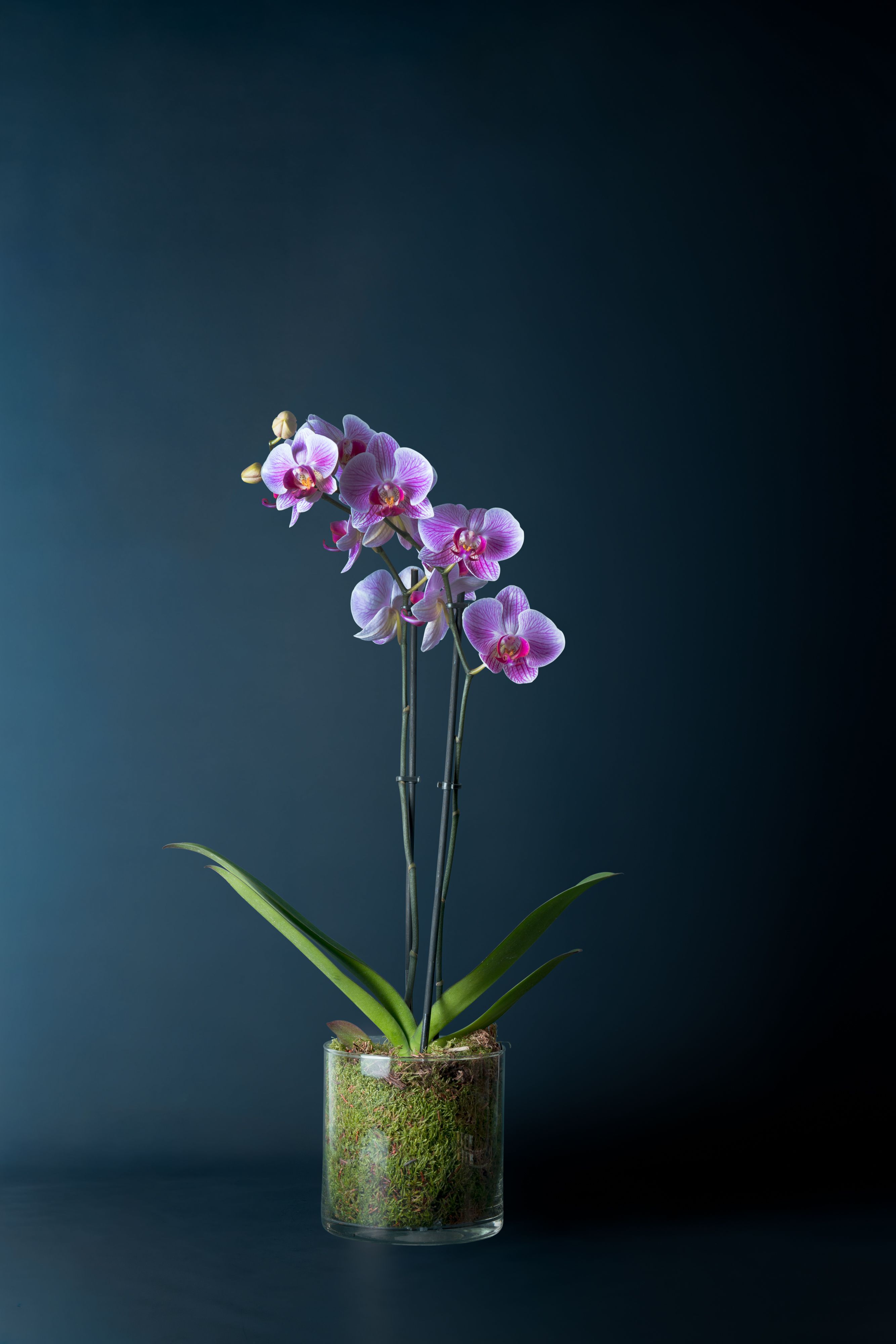 Orchidea Brera 1 Screziata