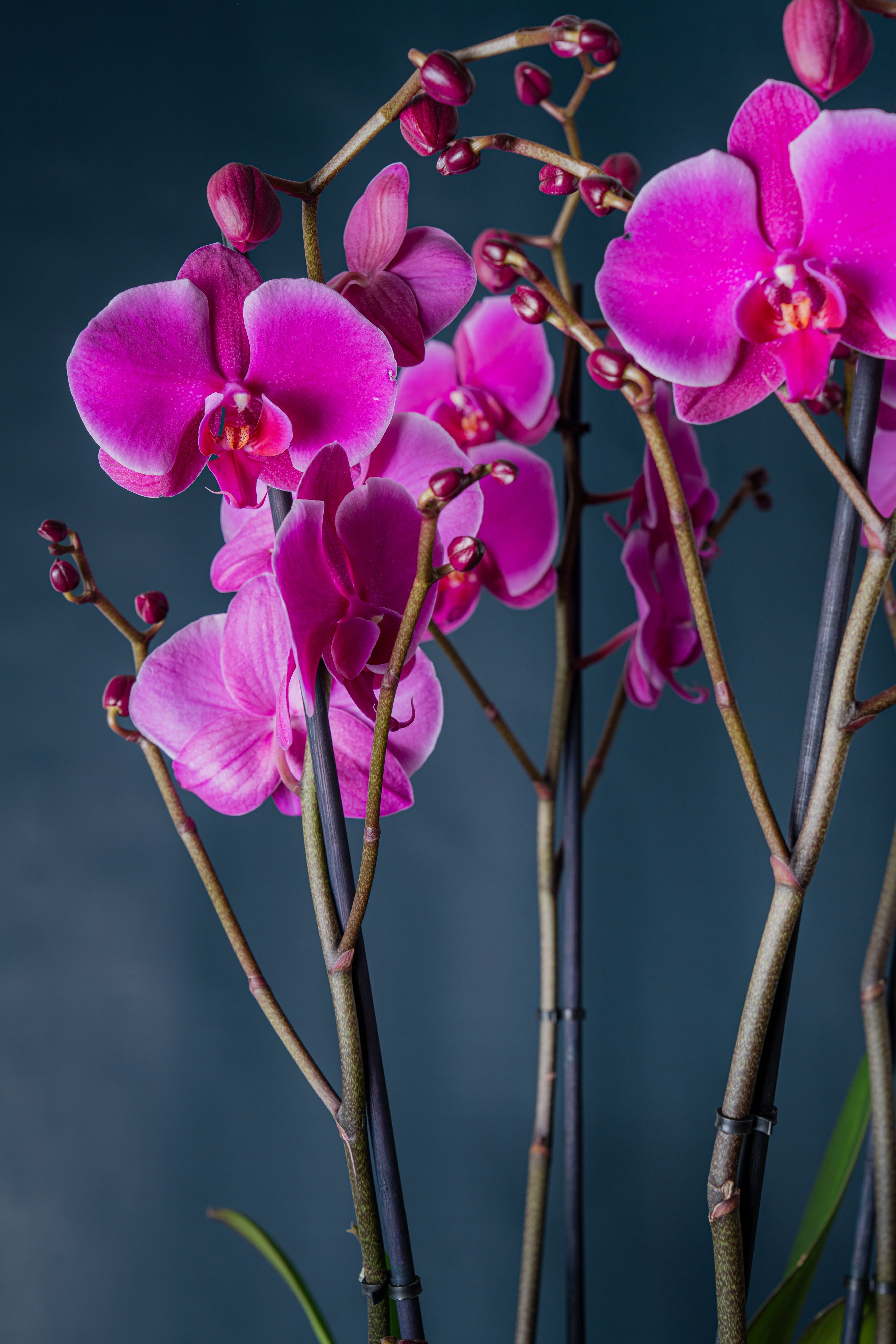 Composizione di due orchidee  Brera 2 Fucsia