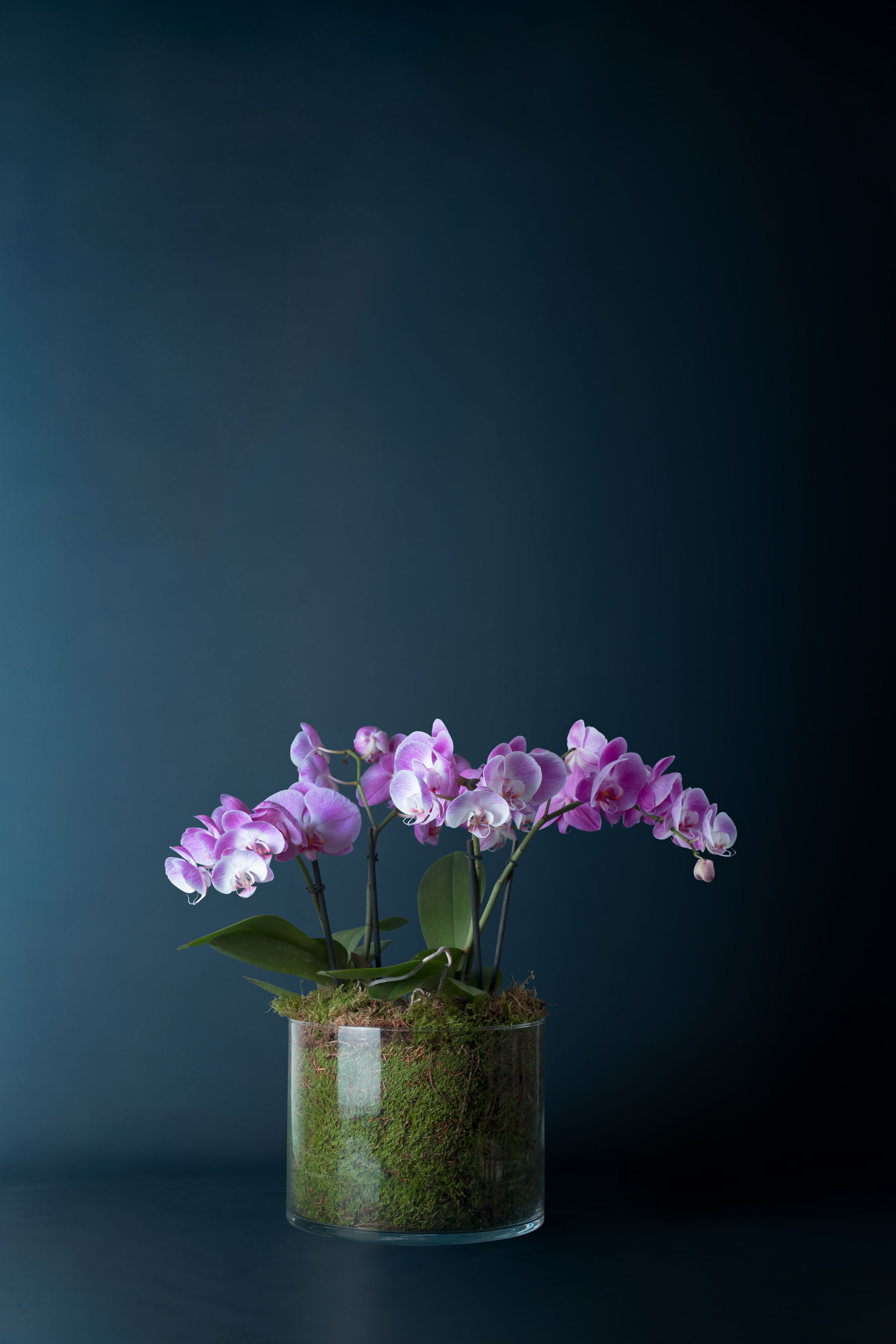 Composizione di due Orchidee Isola 2 Rosa