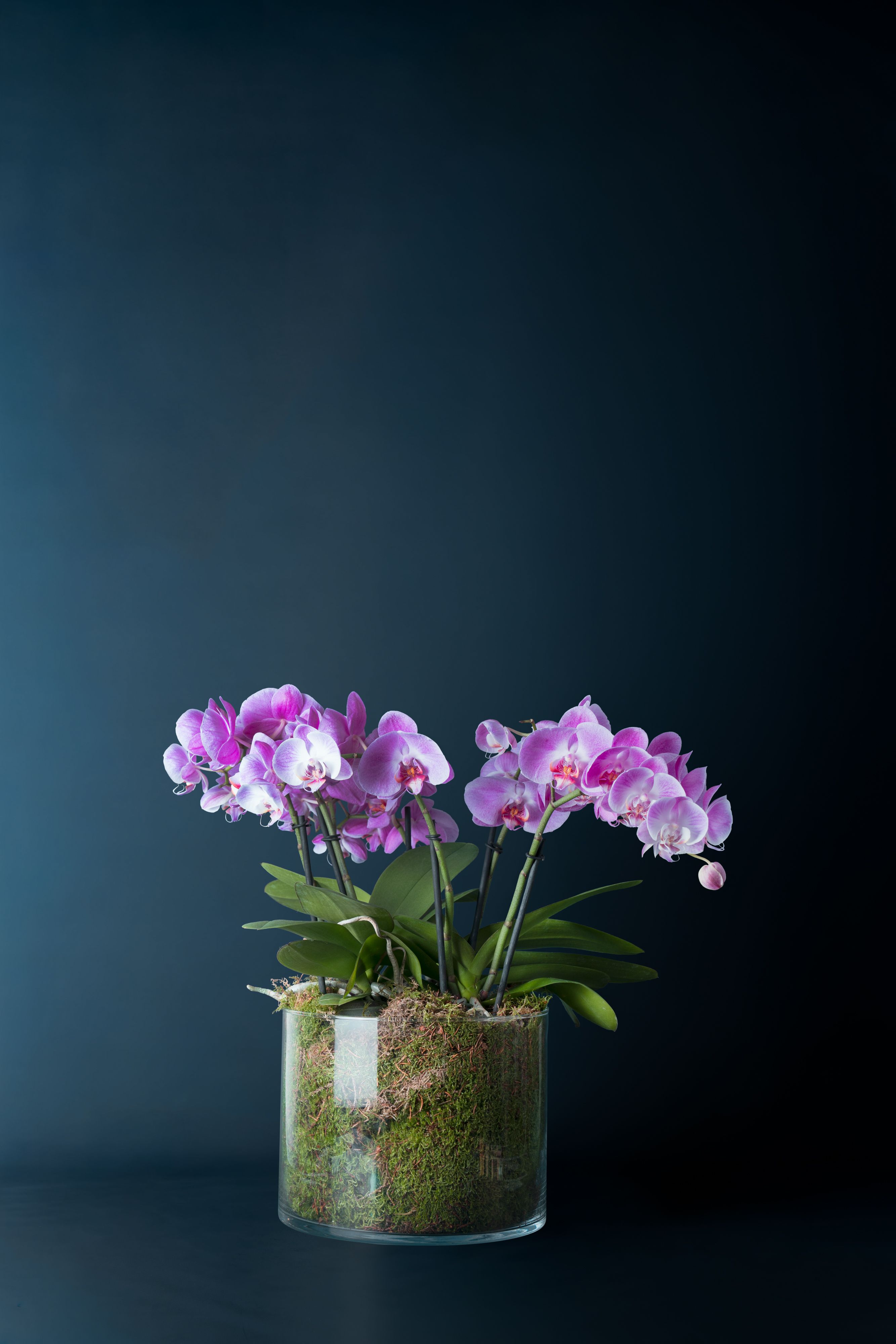 Composizione di tre Orchidee Isola 3 Rosa