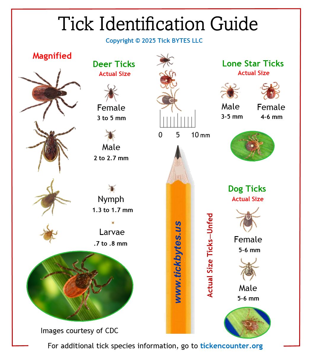 Tick ID Guide (2” x 3.5” folded) Tick ID Guide (2” x 3.5” folded)