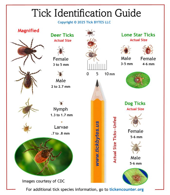 Tick ID Guide (2” x 3.5” folded)