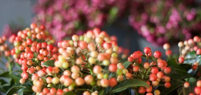 Voor de allerliefste