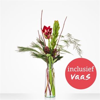 Vaasverrassing Amaryllis