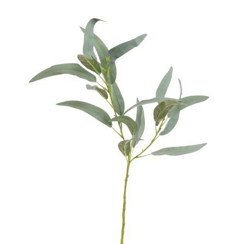 Eucalyptus 60 cm