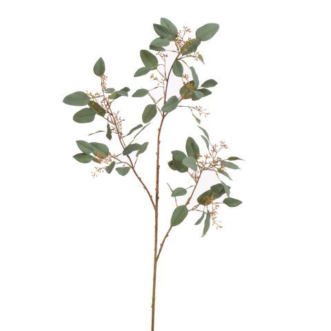 Eucalyptus met bes 113 cm