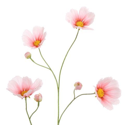 Cosmos roze 90 cm