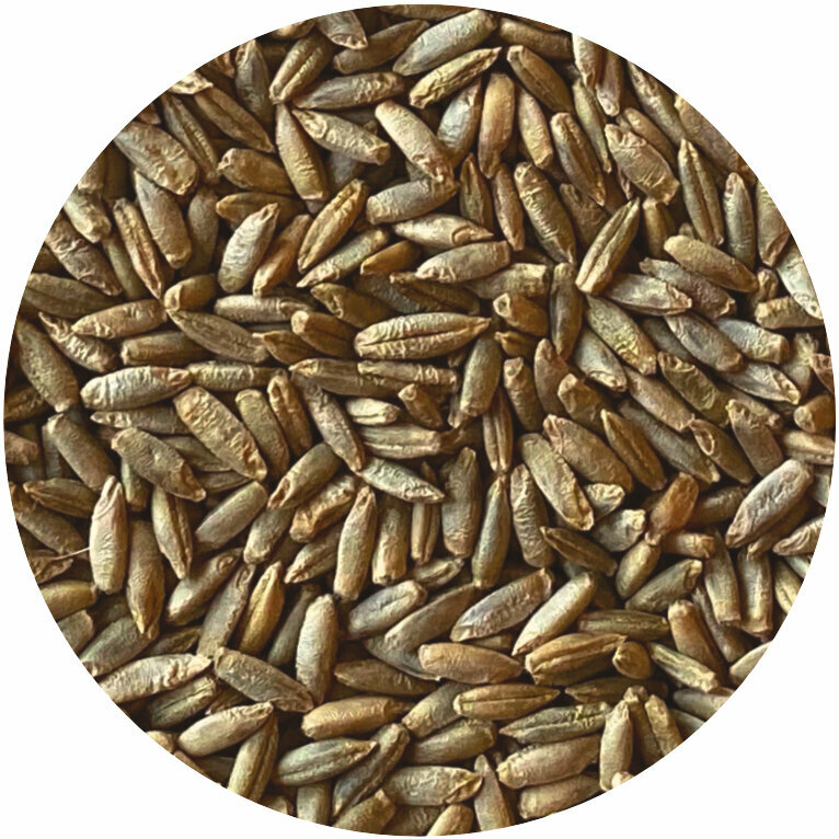 200# Whole Rye Berries