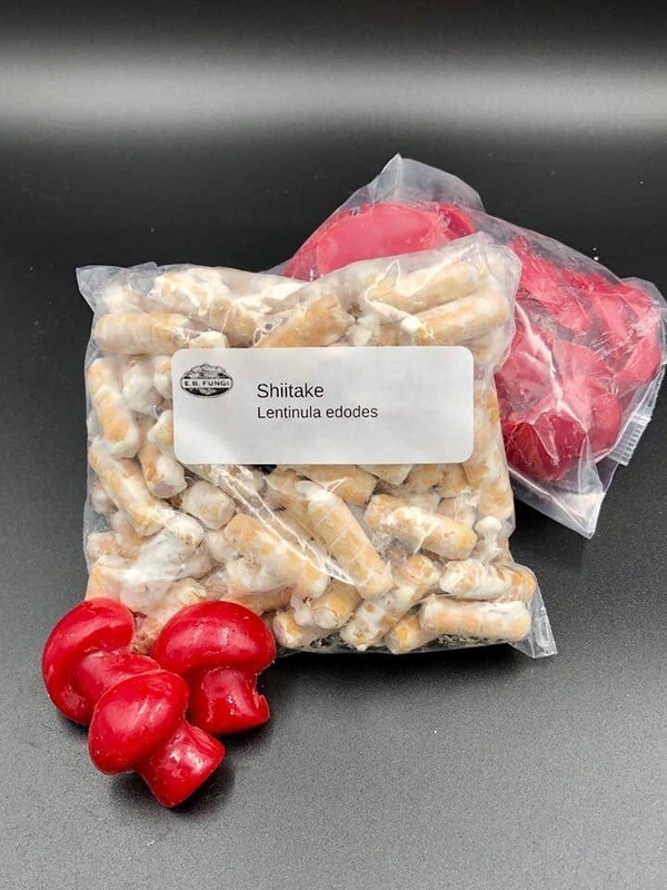 Shiitake Plug Spawn 100 Count Bag (Lentinula edodes)