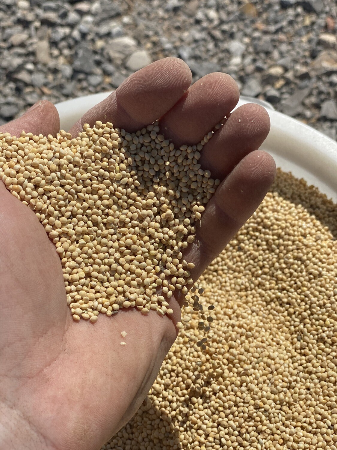 40# Proso Millet Grains