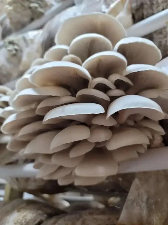 Liquid Culture By Mossy Creek Mushrooms