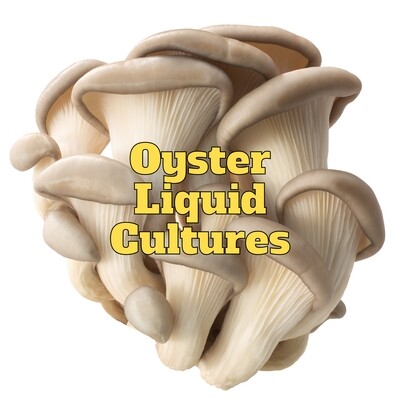MCM Oyster Liquid Cultures