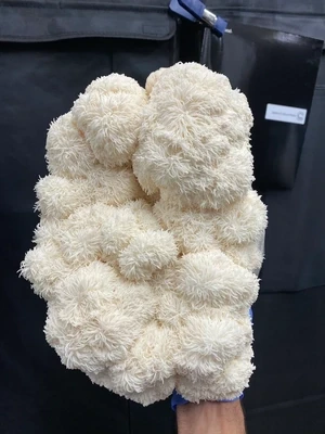 SWM Bears Head (Hericium Americanum) Mycelium Liquid Culture - 10ML