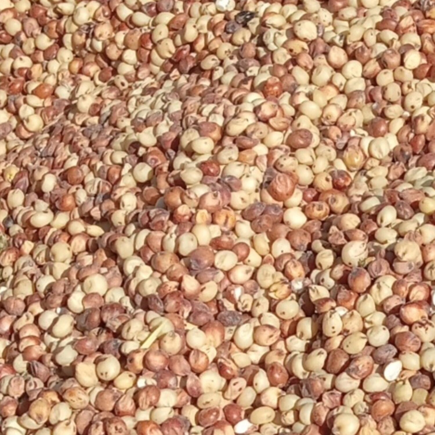 160# Milo (Sorghum)