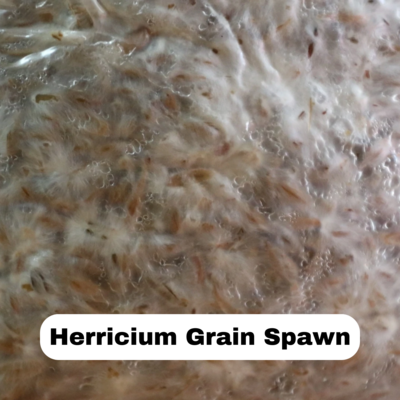 Hericium Grain Spawn