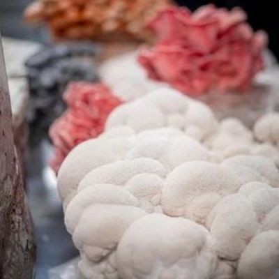 Lion's Mane (Hericium Erinaceus)