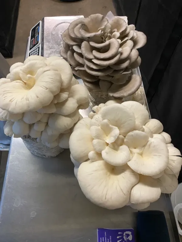 MMO Snowy White Oyster Mycelium Liquid Culture - 10ML