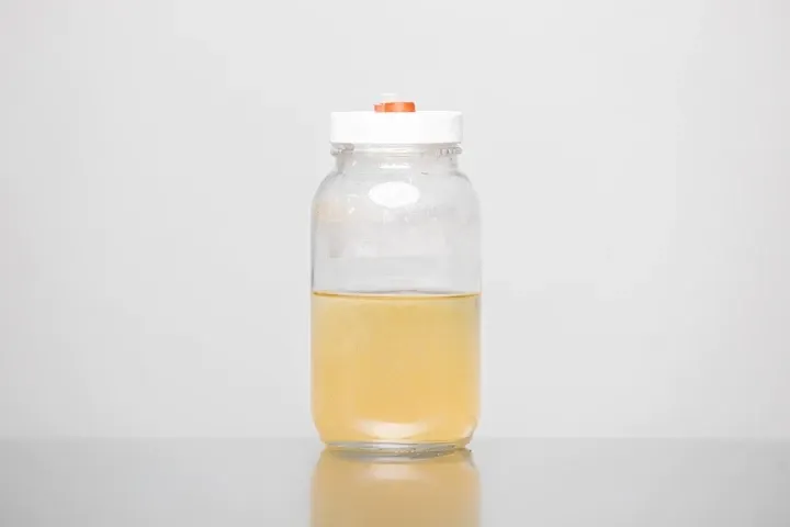 MMO Lion's Mane 2 Mycelium Liquid Culture - 10ML