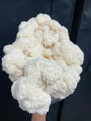 MMO Lion's Mane 0 Mycelium Liquid Culture - 10ML