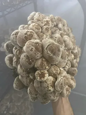 MMO Shiitake 3790 Mycelium Liquid Culture - 10ML - NOT YET