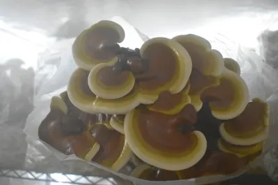 MMO Reishi (Ganoderma Lucidum) Mycelium Liquid Culture - 10ML MMO Reishi (Ganoderma Lucidum) Mycelium Liquid Culture - 10ML