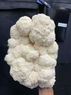 MMO Bears Head (Hericium Americanum) Mycelium Liquid Culture - 10ML