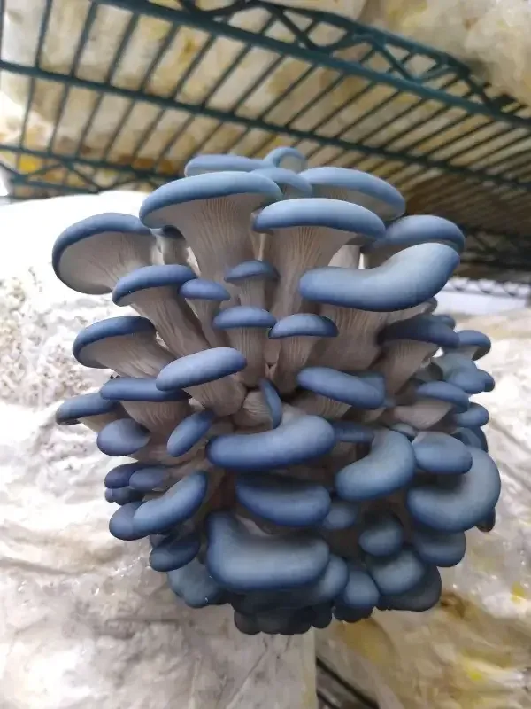 MCM BS26 Blue Oyster Grain Spawn
