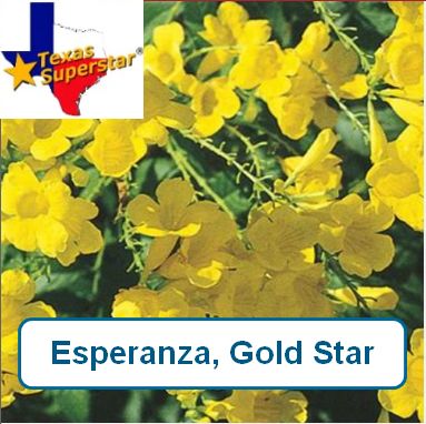 Esperanza, Gold Star