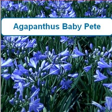 Agapanthus, Baby Pete